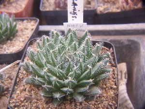  (Haworthia nortieri var. pehlemanniae - BHD207)  @11 [ ] Unspecified (default): All Rights Reserved  Bruce Bayer Unspecified