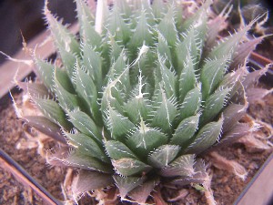  (Haworthia bolusii var. blackbeardiana - BHD208)  @11 [ ] Unspecified (default): All Rights Reserved  Bruce Bayer Unspecified