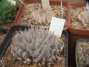  (Haworthia gracilis var. isabellae - BHD212)  @11 [ ] Unspecified (default): All Rights Reserved  Bruce Bayer Unspecified
