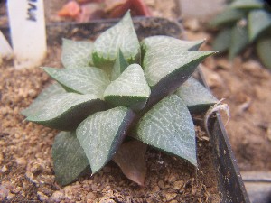  (Haworthia emelyae var. comptoniana - BHD220)  @11 [ ] Unspecified (default): All Rights Reserved  Bruce Bayer Unspecified