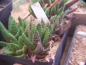  (Haworthia pumila - BHD222)  @11 [ ] Unspecified (default): All Rights Reserved  Bruce Bayer Unspecified