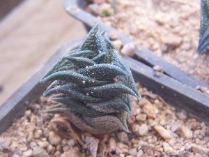  (Haworthia nigra - BHD224)  @11 [ ] Unspecified (default): All Rights Reserved  Bruce Bayer Unspecified