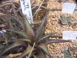  (Haworthia venosa subsp. woolleyi - BHD226)  @11 [ ] Unspecified (default): All Rights Reserved  Bruce Bayer Unspecified