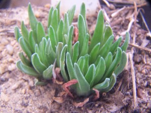  (Haworthia zantneriana - BHD230)  @11 [ ] Unspecified (default): All Rights Reserved  Bruce Bayer Unspecified