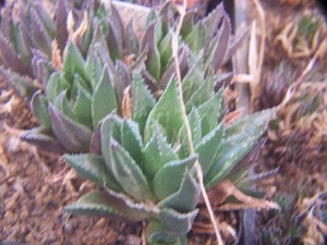  (Haworthia mirabilis var. calcarea - BHD232)  @11 [ ] Unspecified (default): All Rights Reserved  Bruce Bayer Unspecified