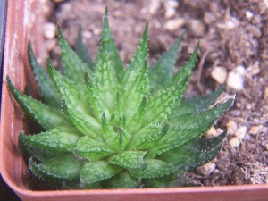  (Haworthia pulchella - BHD236)  @11 [ ] Unspecified (default): All Rights Reserved  Bruce Bayer Unspecified
