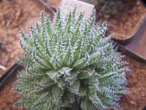  (Haworthia herbacea - BHD237)  @11 [ ] Unspecified (default): All Rights Reserved  Bruce Bayer Unspecified