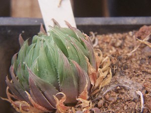  (Haworthia gracilis - BHD238)  @11 [ ] Unspecified (default): All Rights Reserved  Bruce Bayer Unspecified
