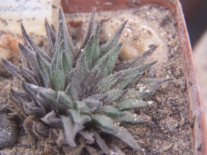  (Haworthia pubescens - BHD241)  @11 [ ] Unspecified (default): All Rights Reserved  Bruce Bayer Unspecified