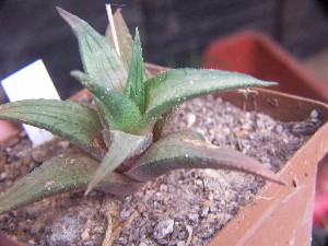  (Haworthia venosa - BHD246)  @11 [ ] Unspecified (default): All Rights Reserved  Bruce Bayer Unspecified