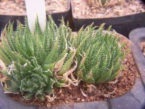  (Haworthia decipiens var. minor - BHD248)  @11 [ ] Unspecified (default): All Rights Reserved  Bruce Bayer Unspecified