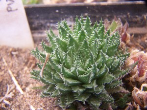  (Haworthia vlokii - BHD249)  @11 [ ] Unspecified (default): All Rights Reserved  Bruce Bayer Unspecified