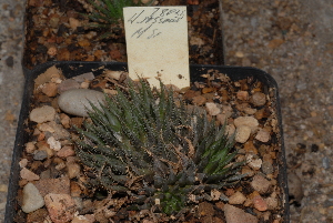  (Haworthia mirabilis var. triebneriana - BHD25)  @11 [ ] Unspecified (default): All Rights Reserved  Unspecified Unspecified