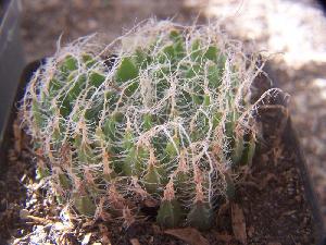  (Haworthia arachnoidea - BHD261)  @13 [ ] No Rights Reserved  Unspecified Unspecified