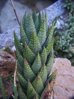  (Haworthia coarctata - BHD327)  @11 [ ] No Rights Reserved  Unspecified Unspecified