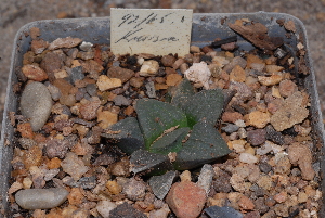  (Haworthia cymbiformis var. setulifera - BHD32)  @11 [ ] Unspecified (default): All Rights Reserved  Unspecified Unspecified