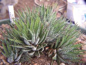  (Haworthia fasciata - BHD331)  @11 [ ] No Rights Reserved  Unspecified Unspecified