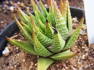  (Haworthia kingiana - BHD335)  @11 [ ] No Rights Reserved  Unspecified Unspecified