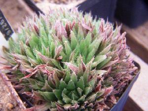  (Haworthia outeniquensis - BHD357)  @11 [ ] No Rights Reserved  Unspecified Unspecified