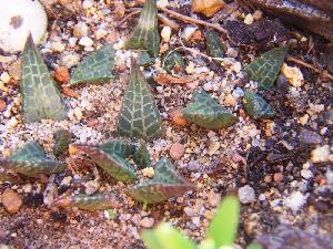  (Haworthia venosa subsp. tessellata - BHD364)  @11 [ ] No Rights Reserved  Unspecified Unspecified