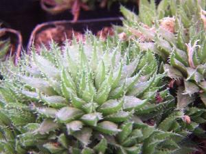  (Haworthia elizeae - BHD377)  @11 [ ] No Rights Reserved  Unspecified Unspecified