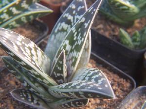  (Aloe variegata - BHD398)  @13 [ ] No Rights Reserved  Unspecified Unspecified