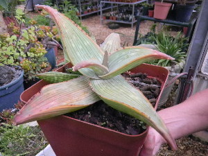  (Aloe striata subsp. karasbergensis - BHD408)  @13 [ ] No Rights Reserved  Olivier Maurin University of Johannesburg