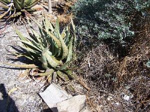  (Aloe microstigma - BHD418)  @12 [ ] No Rights Reserved  Unspecified Unspecified