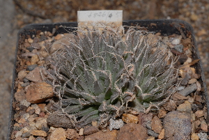  (Haworthia gracilis var. tenera - BHD65)  @11 [ ] Unspecified (default): All Rights Reserved  Unspecified Unspecified