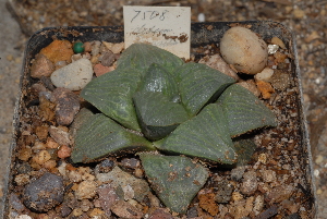  (Haworthia magnifica var. dekenahii - BHD92)  @11 [ ] Unspecified (default): All Rights Reserved  Unspecified Unspecified