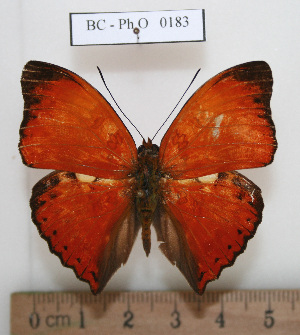  ( - BC - Ph. O 0183)  @11 [ ] CreativeCommons - Attribution Non-Commercial Share-Alike  Philippe OREMANS Unspecified