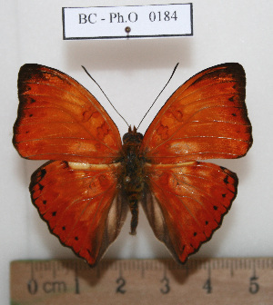  ( - BC - Ph. O 0184)  @11 [ ] CreativeCommons - Attribution Non-Commercial Share-Alike  Philippe OREMANS Unspecified