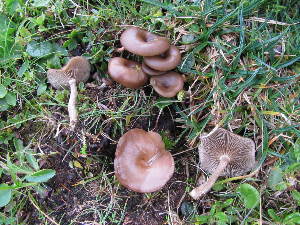  (Clitocybe concava - BGE_00471_A04)  @11 [ ] Copyright (2024) Walter Tomasi None
