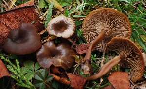  (Clitocybe barbularum - BGE_00471_D11)  @11 [ ] Copyright (2024) Alessandro Fellin None