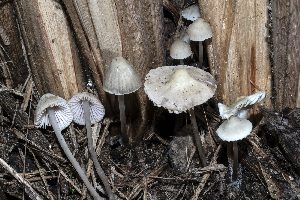  (Mycena eranthi-ravennae - BGE_00471_G01)  @11 [ ] Copyright (2024) Emanuele Campo None