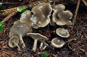  (Clitocybe ditopa - BGE_00471_H11)  @11 [ ] Copyright (2024) Luciano Michelin None