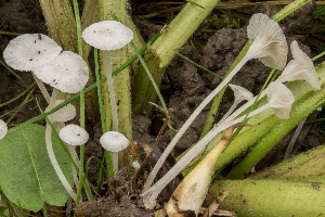  (Hemimycena candida - BGE_00473_C05)  @11 [ ] Copyright (2024) Renato Jonny Ferrari none