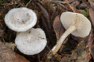  (Clitocybe alnetorum - BGE_00473_D09)  @11 [ ] Copyright (2024) Renato Jonny Ferrari none