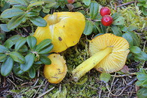  (Hygrocybe paraceracea - BGE_00475_A03)  @11 [ ] Copyright (2024) Enrico Bizio none