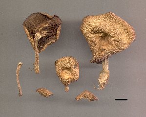  (Clitocybe umbilicata - BGE_00478_D05)  @11 [ ] CreativeCommons - Attribution Share-Alike (2025) Marco Floriani Associazione Micologica Bresadola