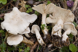  (Clitocybe krizii-josephii - BGE_00478_F07)  @11 [ ] Copyright (2024) Marco Floriani None