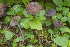  (Entoloma poliopus - BGE_00478_G12)  @11 [ ] Copyright (2024) Marco Floriani None