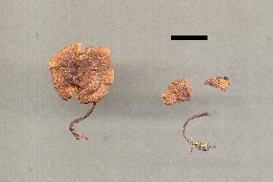  ( - BGE_00479_F04)  @11 [ ] CreativeCommons - Attribution Share-Alike (2025) Marco Floriani Associazione Micologica Bresadola