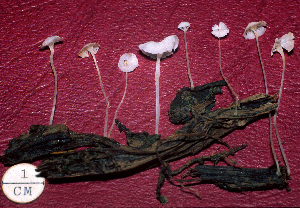  (Hemimycena pseudocrispula - BGE_00480_G11)  @11 [ ] Copyright (2024) Fabio Padovan None