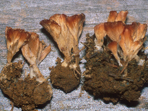  (Cotylidia pannosa - BGE_00480_H10)  @11 [ ] Copyright (2024) Fabio Padovan None