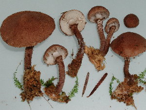  (Cystoderma subvinaceum - BGE_00481_A04)  @11 [ ] Copyright (2024) Fabio Padovan None