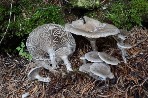  (Clitocybe subspadicea - BGE_00481_F08)  @11 [ ] Copyright (2024) Fabio Padovan None