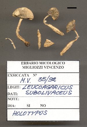  (Leucoagaricus subolivaceus - BGE_00481_H10)  @11 [ ] CreativeCommons - Attribution Share-Alike (2025) Marco Floriani Associazione Micologica Bresadola