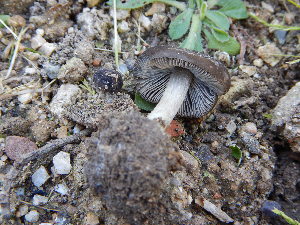  (Pluteus sp - BGE_00482_F09)  @11 [ ] Copyright (2024) Alessia Tatti None