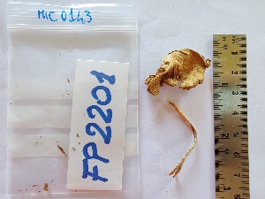  (Laccaria tetraspora - BGE_00480_D07)  @11 [ ] Copyright (2025) Unspecified University of Trento